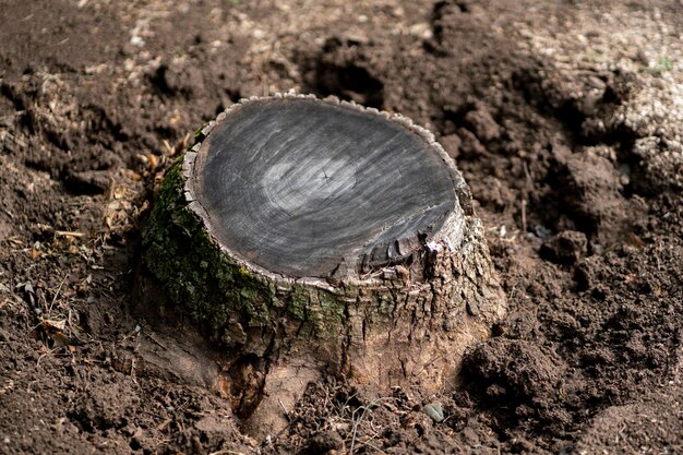 Cut tree stump environment problem of forest disaster