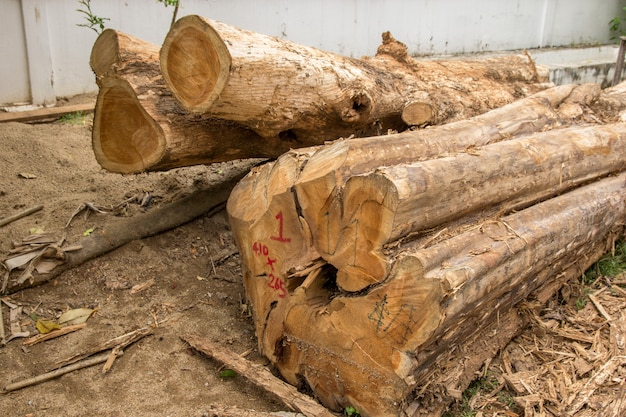 Cut tree trunks or stack of wood logs