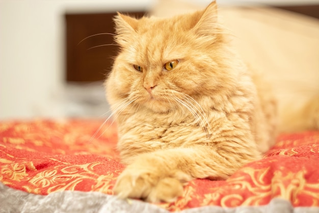 CutÃÂÃÂÃÂÃÂ fluffy Ginger cat with yellow eyes lying on bed. Close up Red cat.