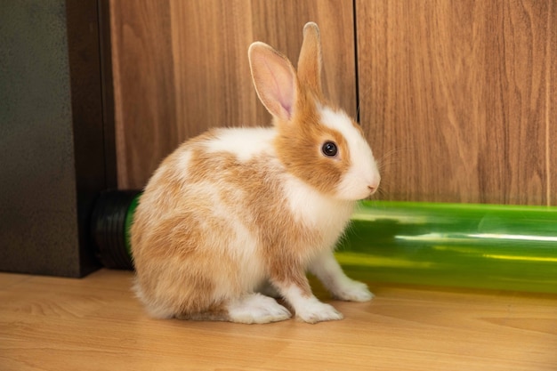 Cute 3 months old bunny rabbit sitting on the floor