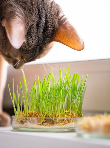 Cute Abyssinian blue and beige cat eats grass for the stomach health of pets on the windowsill Conceptual photo of pet care and healthy diet for domestic cats Adorable funny Abyssinian cat