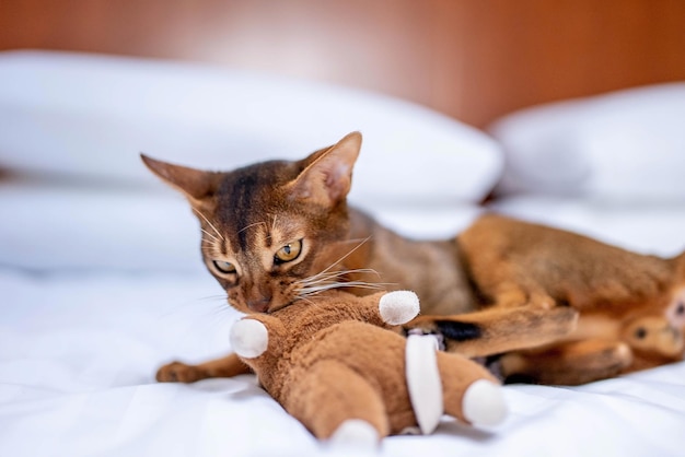 Cute Abyssinian purebred cat playing with a toy in a hotel room. Fluffy cute