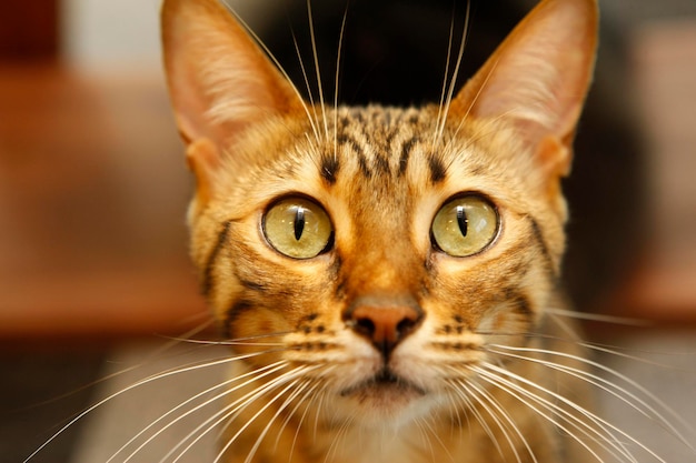 Cute and adorable Abyssinian cat