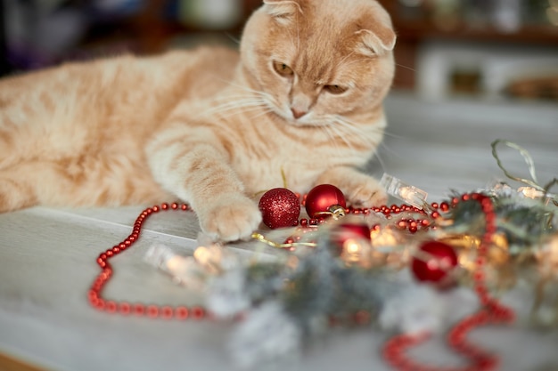 A cute adorable british Cat playing with christmas balls at home, Christmas ornaments, Christmas cat, New year