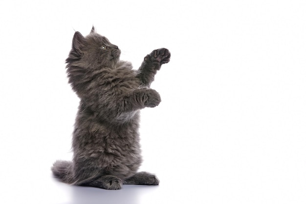 Cute and adorable grey kitten cat against a white background