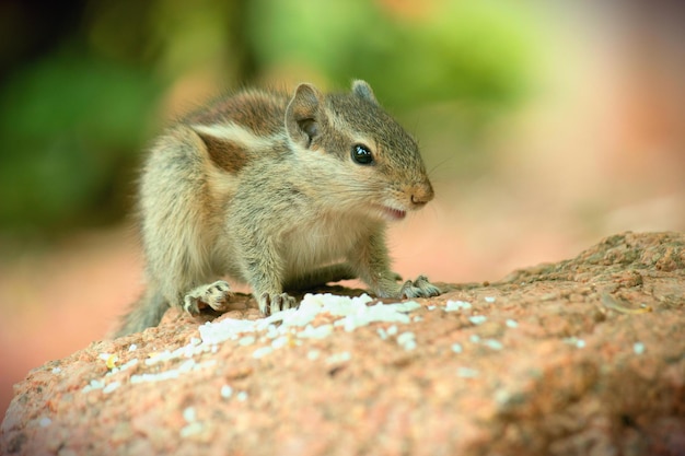 Cute and adorable Squirrel on the ground