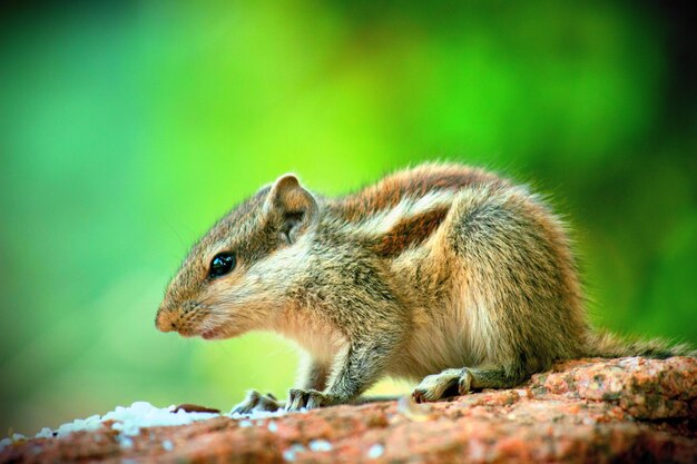 Cute and adorable Squirrel on the rock