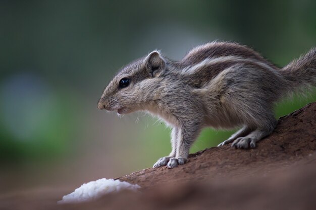 Cute and adorable Squirrel or Rodent or also known as Chipmunk  on the tree trunk