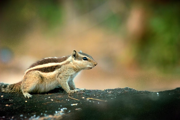 Cute and adorable Squirrel on the tree trunk