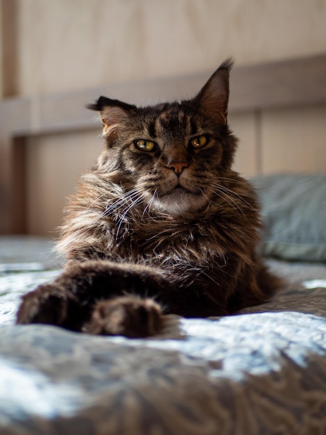 Cute adult Maine Coon cat lying on the bed with crossed front paws looking away