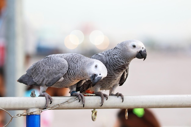 Cute of African gray parrot perched on a branch.