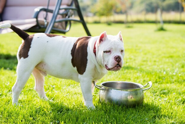 Cute American Bully puppy in the grass