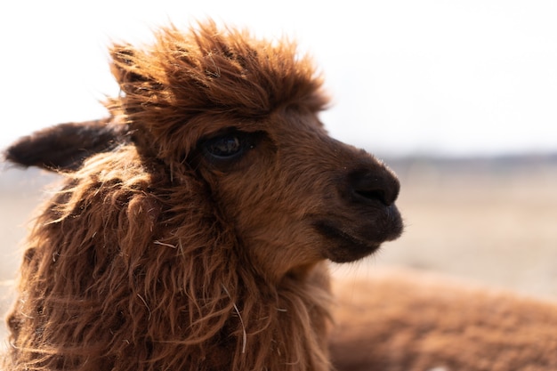 Cute animal alpaka lama on farm outdoors With funny teeth