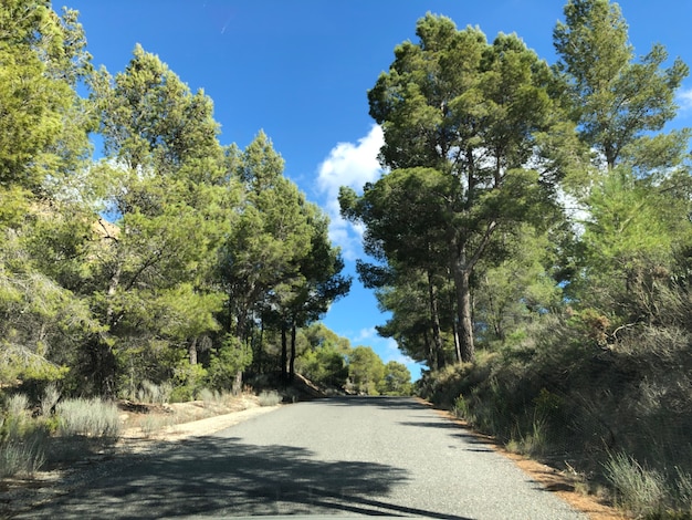 Cute asphalt road in mountains forest between pine trees