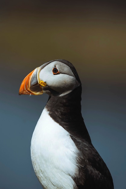 Cute Atlantic puffin on the Treshnish Isles