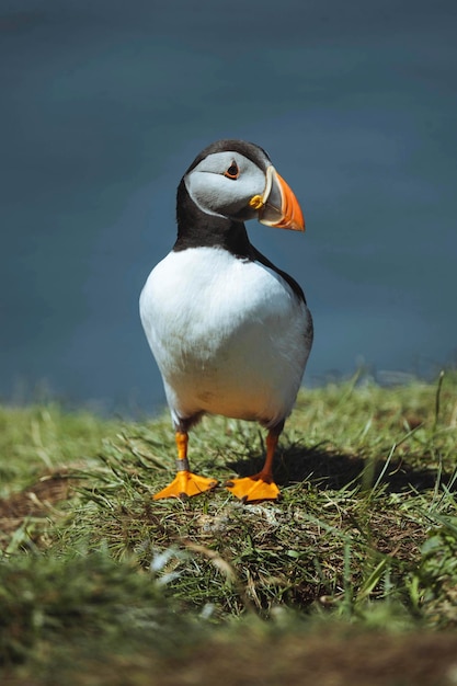 Cute Atlantic puffin on the Treshnish Isles