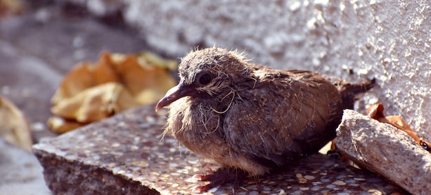 Cute Baby Bird Sitting on the ground