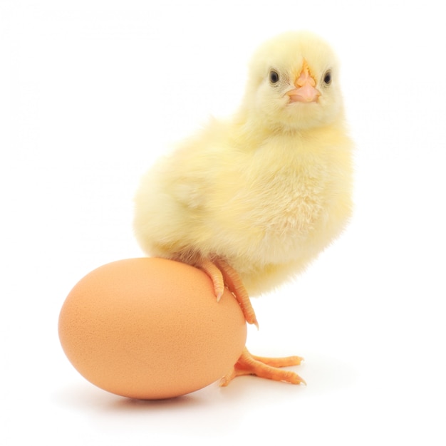 Cute baby chicken with an egg