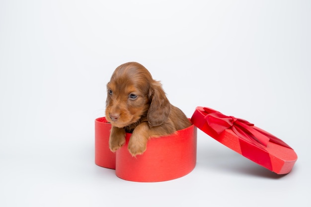 Cute baby dachshunds in a red gift box on a white background