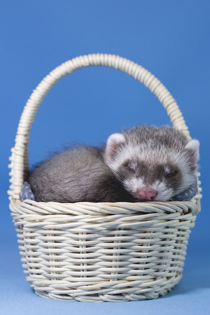 Cute baby ferret  is sleeping on a blue background