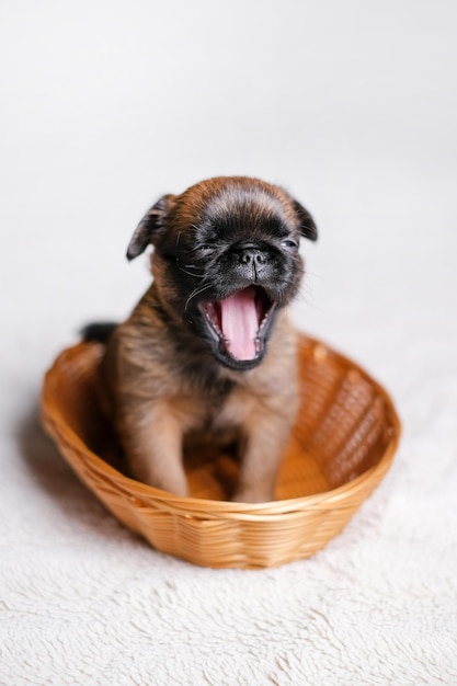 Cute baby puppy sleeping. Pug or brabanson dog with funny face