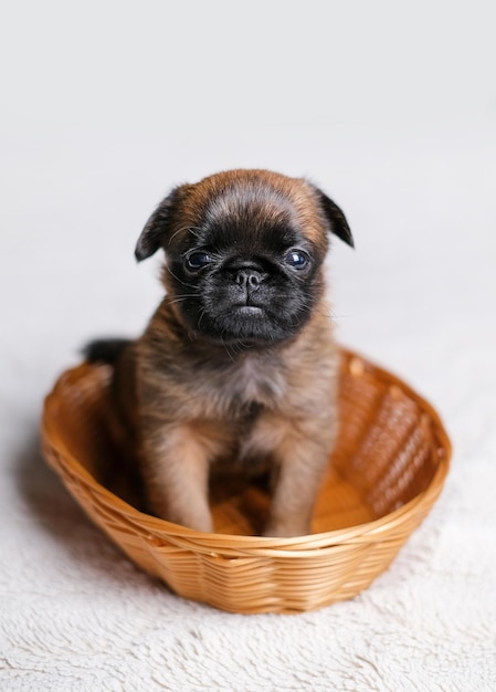 Cute baby puppy sleeping. Pug or brabanson dog with funny face