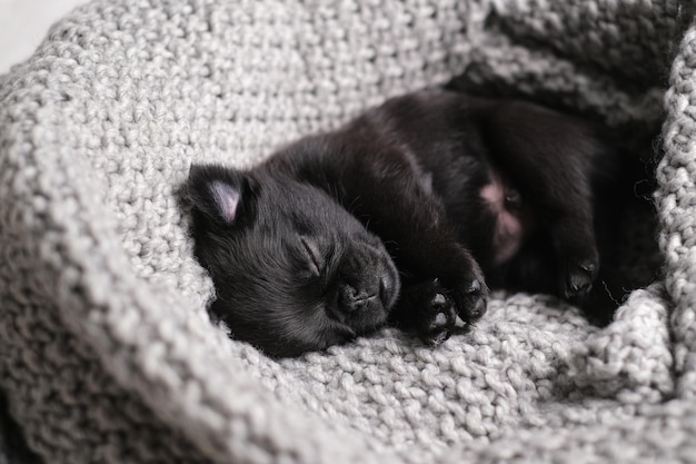 Cute baby puppy sleeping. Pug or brabanson dog with funny face