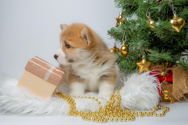 Cute baby puppy welsh corgi on a New Year's background near the Christmas tree