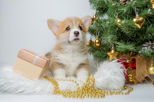 Cute baby puppy welsh corgi on a New Year's background near the Christmas tree