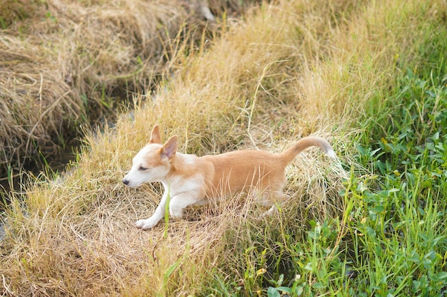 cute balinese puppy playing on the grass