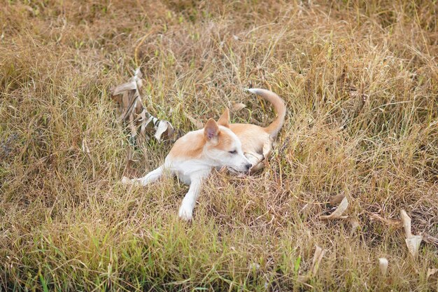 cute balinese puppy playing on the grass