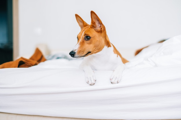 Cute basenji dog lying on a bed at home in bright living room.