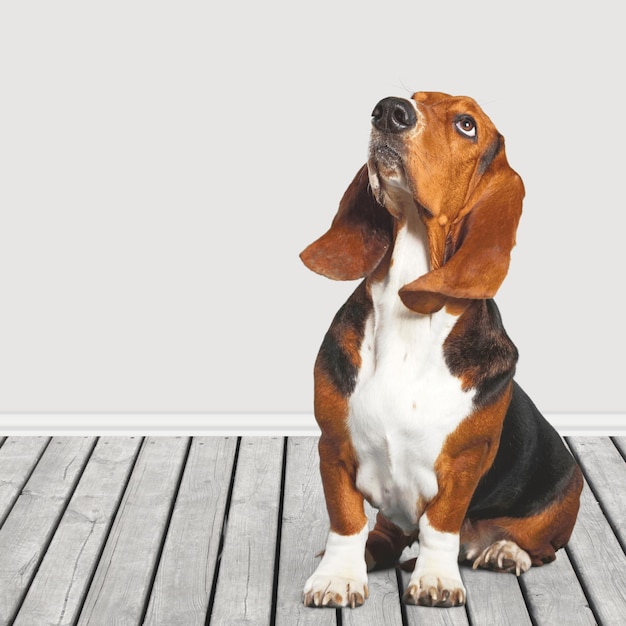 Cute Basset Hound dog looking up