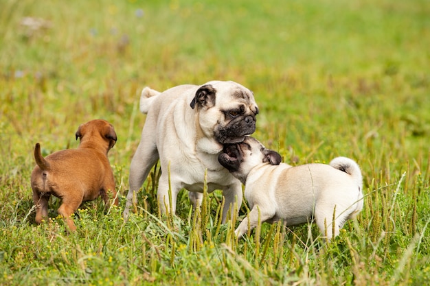 Cute bastard malinois puppy and bullmastiff playing with pug puppy