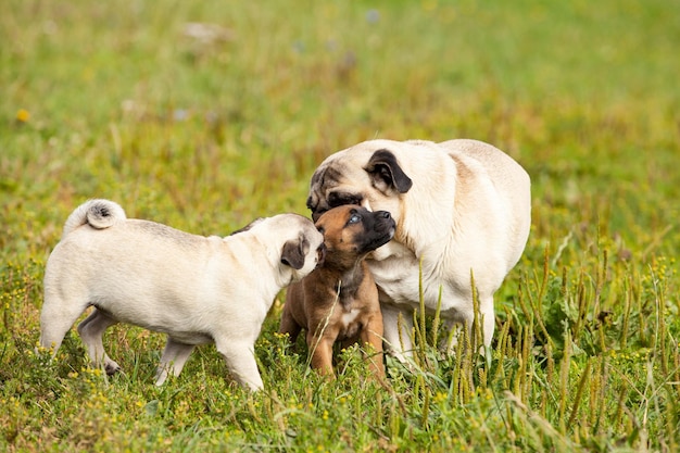 Cute bastard malinois puppy and bullmastiff playing with pug puppy