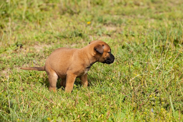 Cute bastard malinois puppy and bullmastiff pooping in the grass in summer