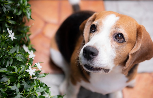 Cute beagle dog looking up With friendly eye