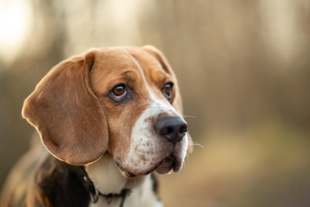 Cute beagle dog at walk on lonely road in forest