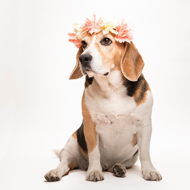 Cute beagle dog with a flower wreath on white background. Spring portrait of a dog.