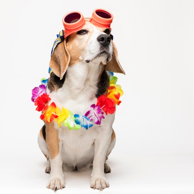 Cute beagle dog with sunglasses and flower collar on white background. Spring portrait of a dog.