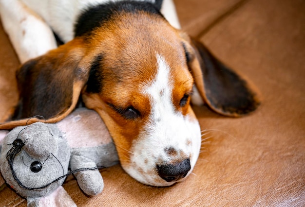 Cute beagle puppy napping with plush mouse in mouth.