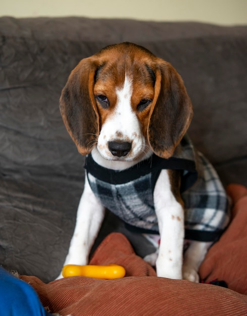 Cute beagle puppy on sofa.