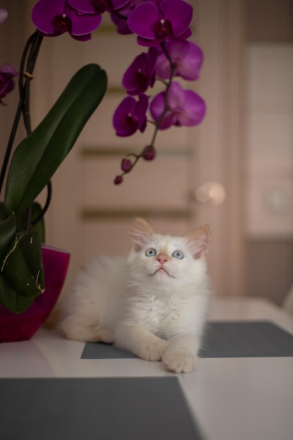 A cute beautiful domestic kitten with orchid flower The cat smells the plant Cute photo of a pet i