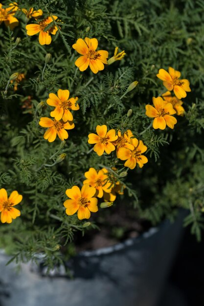 Cute beautiful flowers in the garden closeup Selective small focus and nice bokeh Fairytale plants