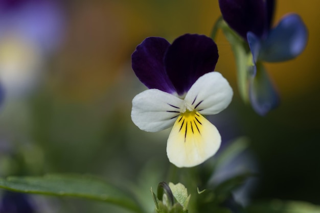 Cute beautiful flowers in the garden closeup Selective small focus and nice bokeh Fairytale plants