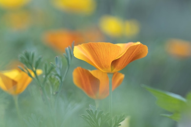 Cute beautiful flowers in the garden closeup Selective small focus and nice bokeh Fairytale plants