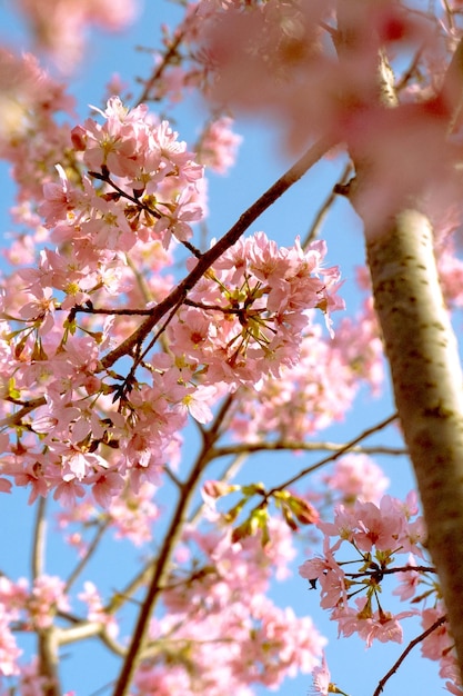 Cute Beautiful flowers in Spring Cherry blossoms