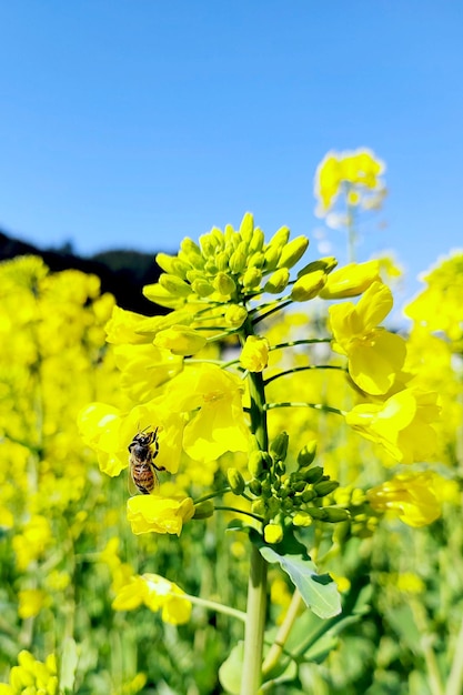 Cute Beautiful flowers in Spring rape blossoms