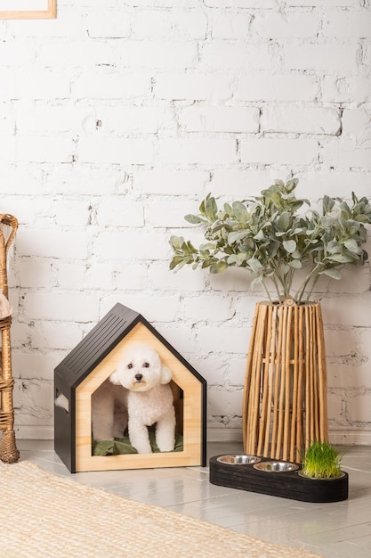 Cute bichon frize puppy with a stylish pet house in the room interior