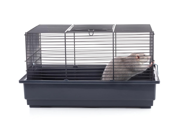 Cute bicolor rat in a cage on white background